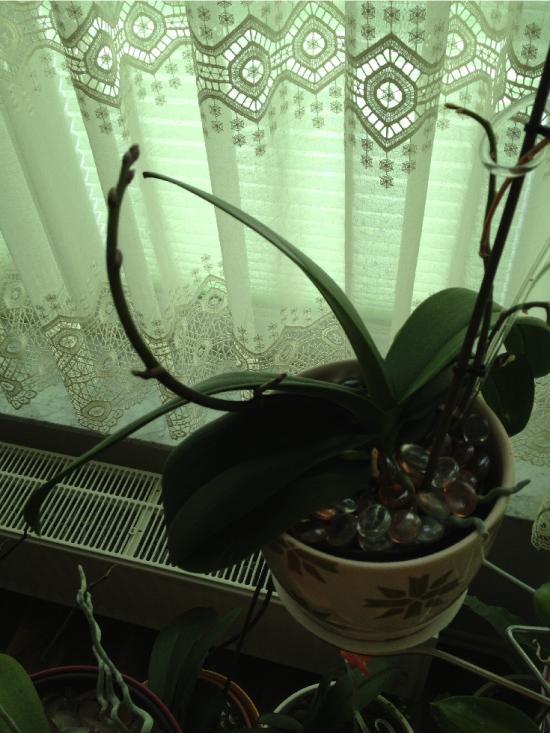 Wachstumsschub für Orchideen 1