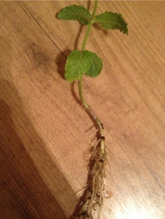 Sobald die Minze kräftigere Wurzeln entwickelt hat, kannst du sie in einen Blumentopf einpflanzen.