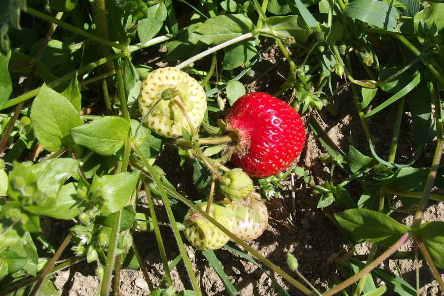 Schnittlauch als Hilfe gegen das Verfaulen von Erdbeeren -  ein schlauer Trick!