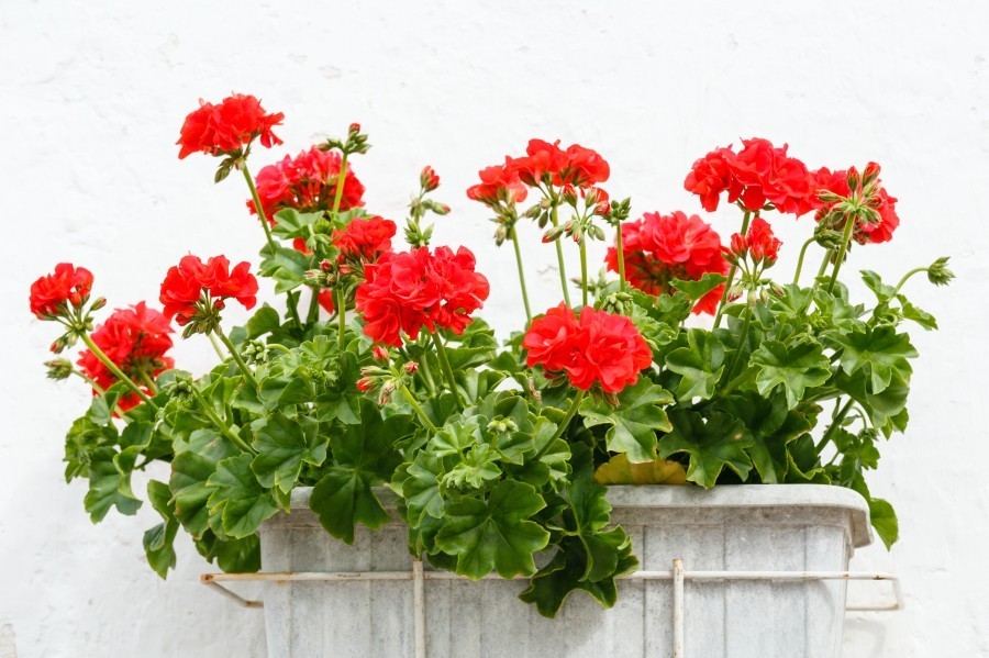 Dieser Tipp hilft dir dabei, deine Blumen von Läusen zu befreien.