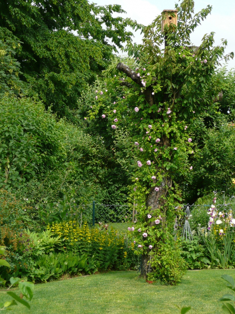 Obstbaum als Kletterhilfe für Rosen