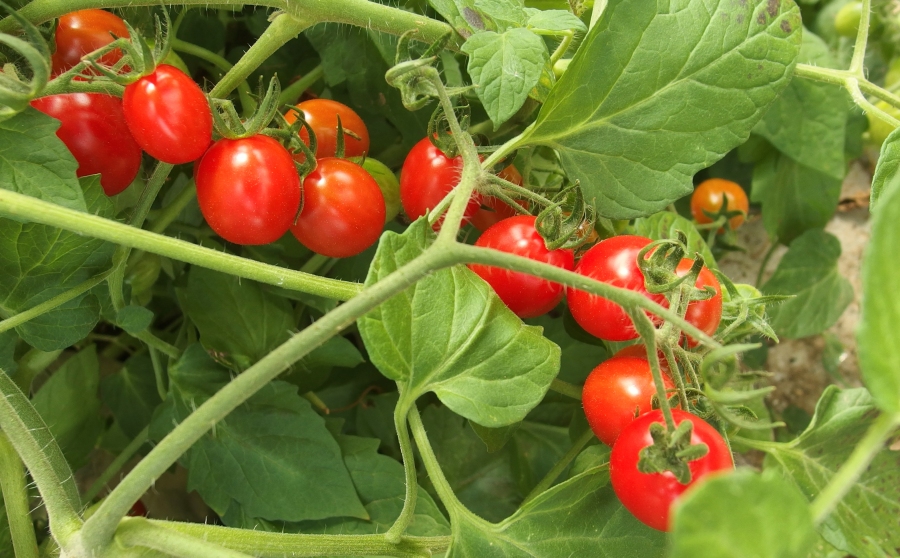 Tomatenschwämme im Garten? So kochst du Tomatensuppe ganz easy. Lässt sich prima in Portionen einfrieren und schmeckt herrlich!