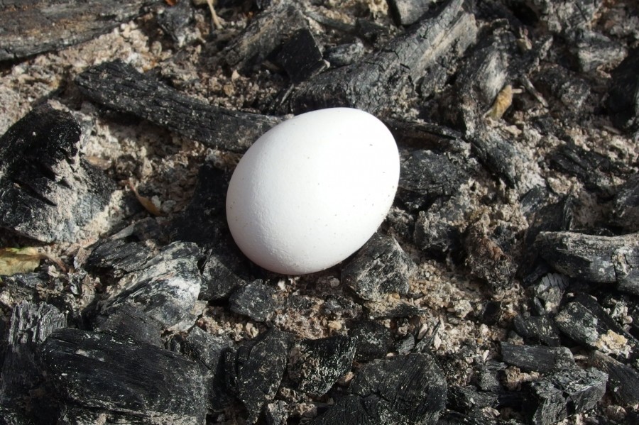 Ein Schmankerl für den Grillnachmittag: In Pergamentpapier eingewickelt Eier werden in Asche gebacken.