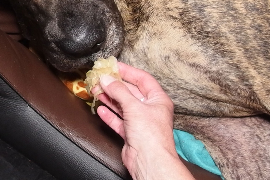 Wenn ein Hund Plastik o. ä. gefressen hat, hilft es Sauerkraut unter das Futter zu mischen.