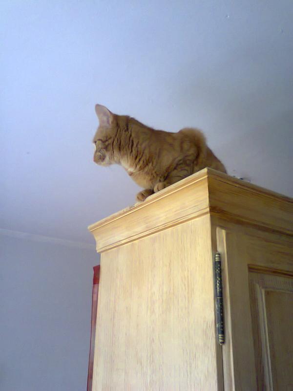 Katze klettert 2