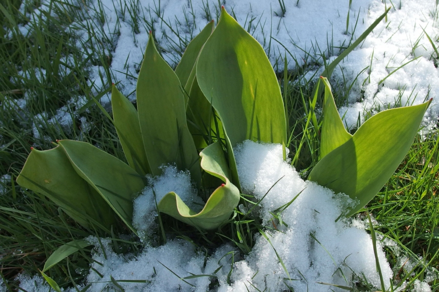 Guter Schutz gegen Frost und Schnee: Nicht winterharte Gewächse, mit Rettungsdecken aus abgelaufenen KFZ-Erste-Hilfe-Kästen umwickeln, bzw. abdecken.