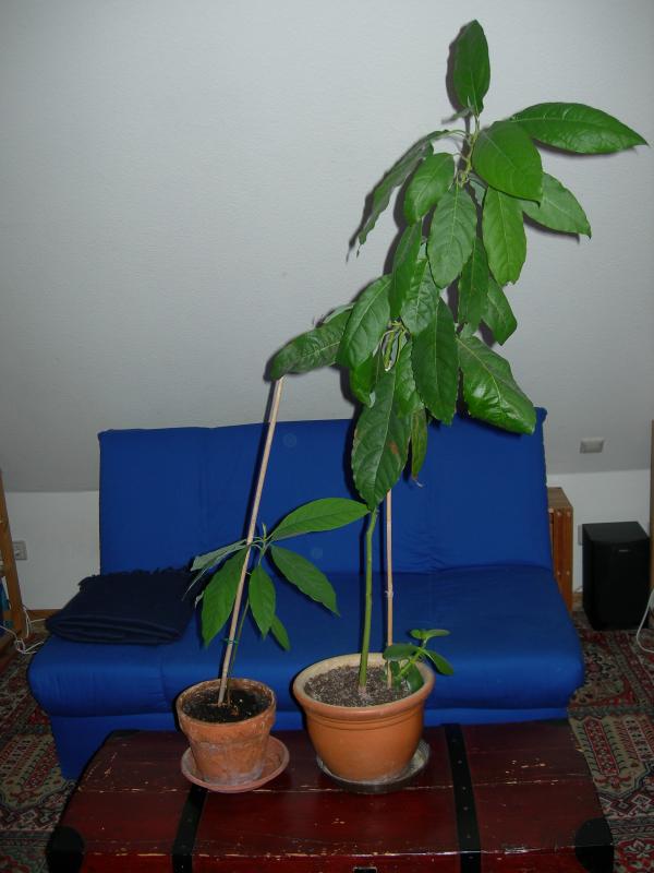 Avocadopflanze