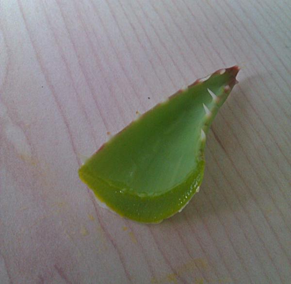Aloe vera Linne 2