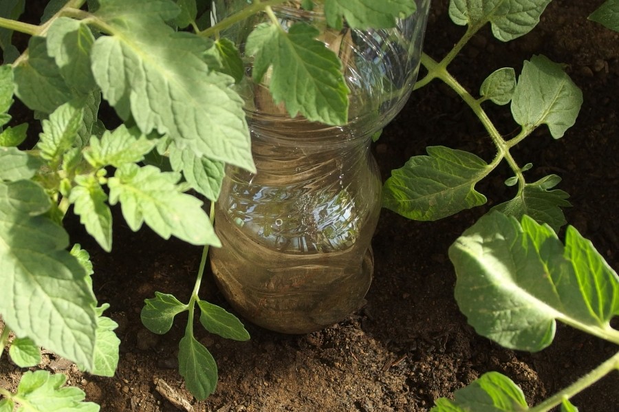 Prima Bewässerungshilfe: Beim Pflanzen von Gemüse, das später relativ viel Wasser braucht, stecke ich je eine 1,5 L Pet-Flasche gleich zur Hälfte mit in die Erde, zum Wurzelbereich zeigend. 