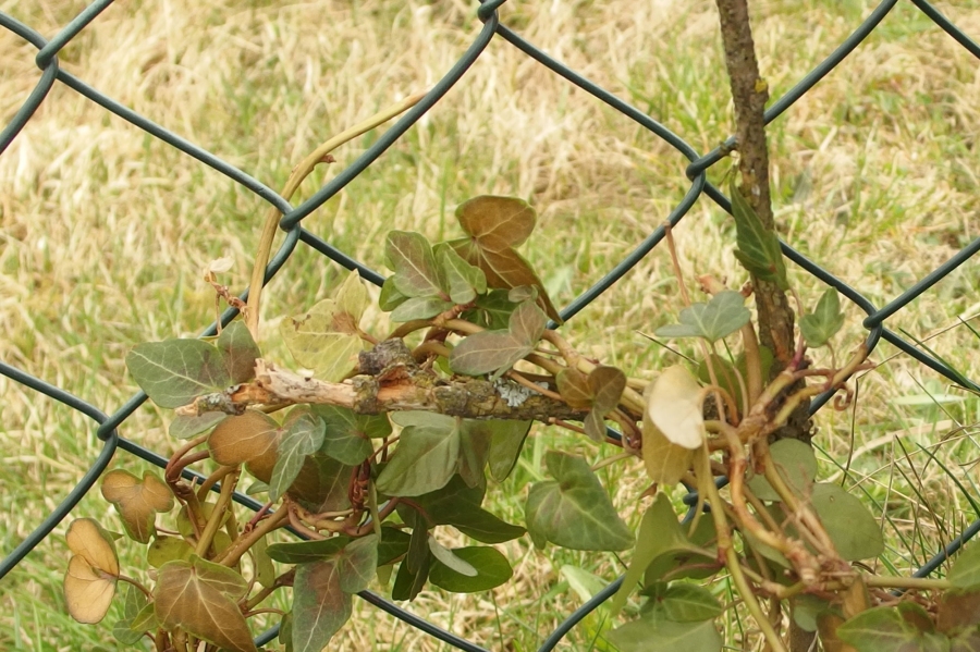 Dünne Äste oder Zweige von Sträuchern sind gut geeignet zum Stützen von Pflanzen.