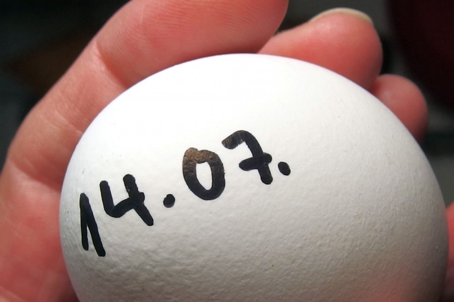 Ich schreibe beim Einräumen in den Kühlschrank auf die Spitze eines der Eier das MHD mit einem wasserlöslichen Stift drauf. Dieses Ei kommt dann so in die Reihenfolge, dass es das letzte ist, welches ich rausnehme. 