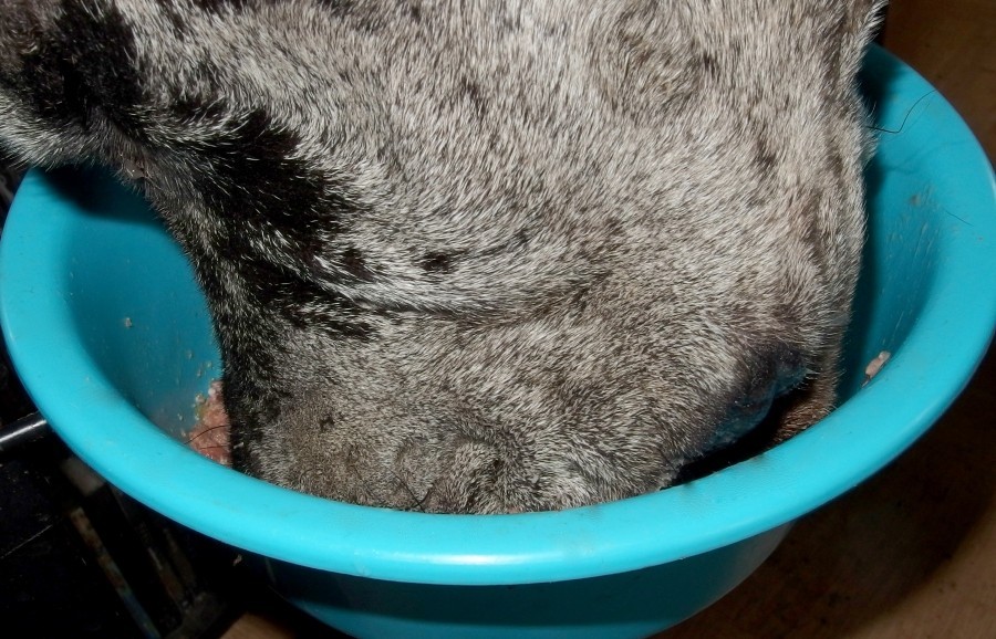 Nassfutter für Hunde kann man in einem leeren Joghurt-Eimer (1 L) vom Discounter nebenan verstecken und mit dem Deckel schließen. So kann man das angebrochene Hundefutter am besten im Kühlschrank aufbewahren!