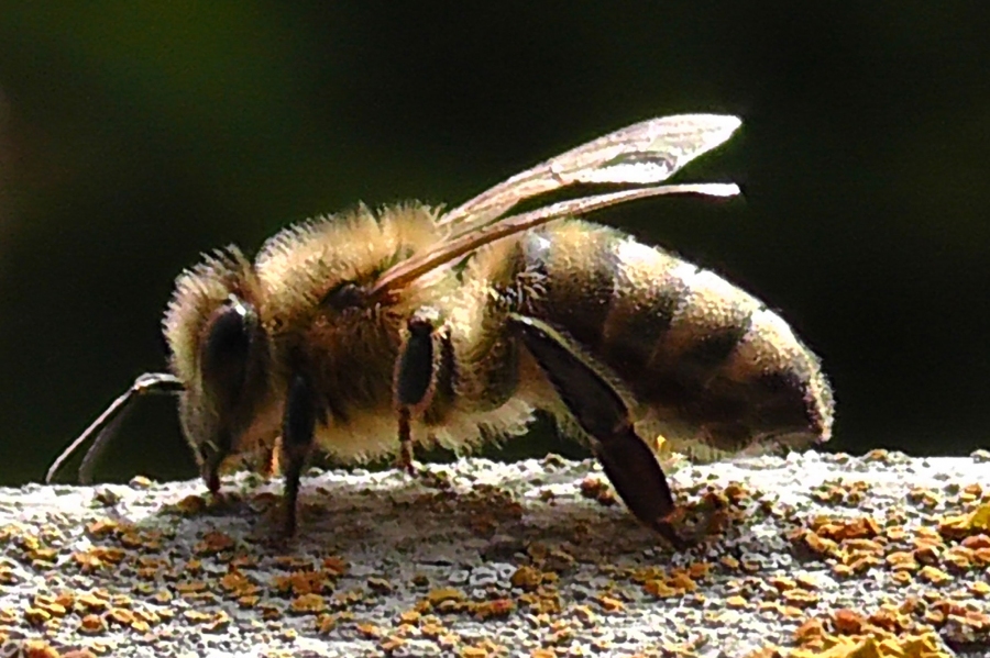 Ein Löffel Bienenpollen auf das Joghurt zum Frühstück ist sehr gesund! Sie enthalten viele Vitamine und Mineralien. Allergiker müssen aber vorsichtig sein.