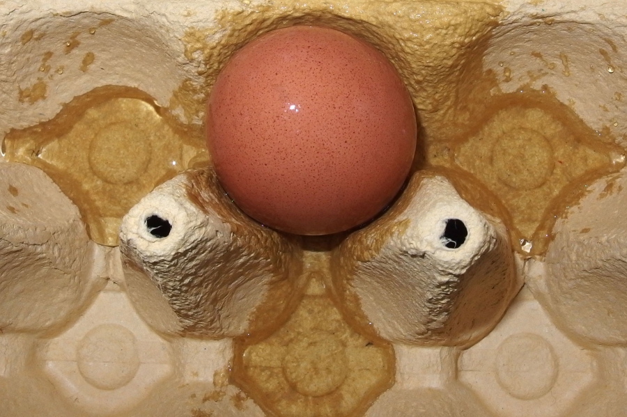 Festklebende Eier aus dem Karton lösen: Karton in Wasser einweichen.