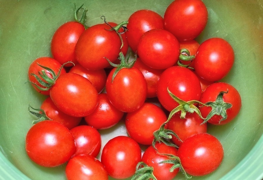 Bei Tomatenschwemme die Tomaten waschen, den Strunk heraus schneiden (bei Cocktailtomaten dran lassen) und einfrieren. So hat man jederzeit Tomaten zur Hand für eine schnelle Tomatensoße.