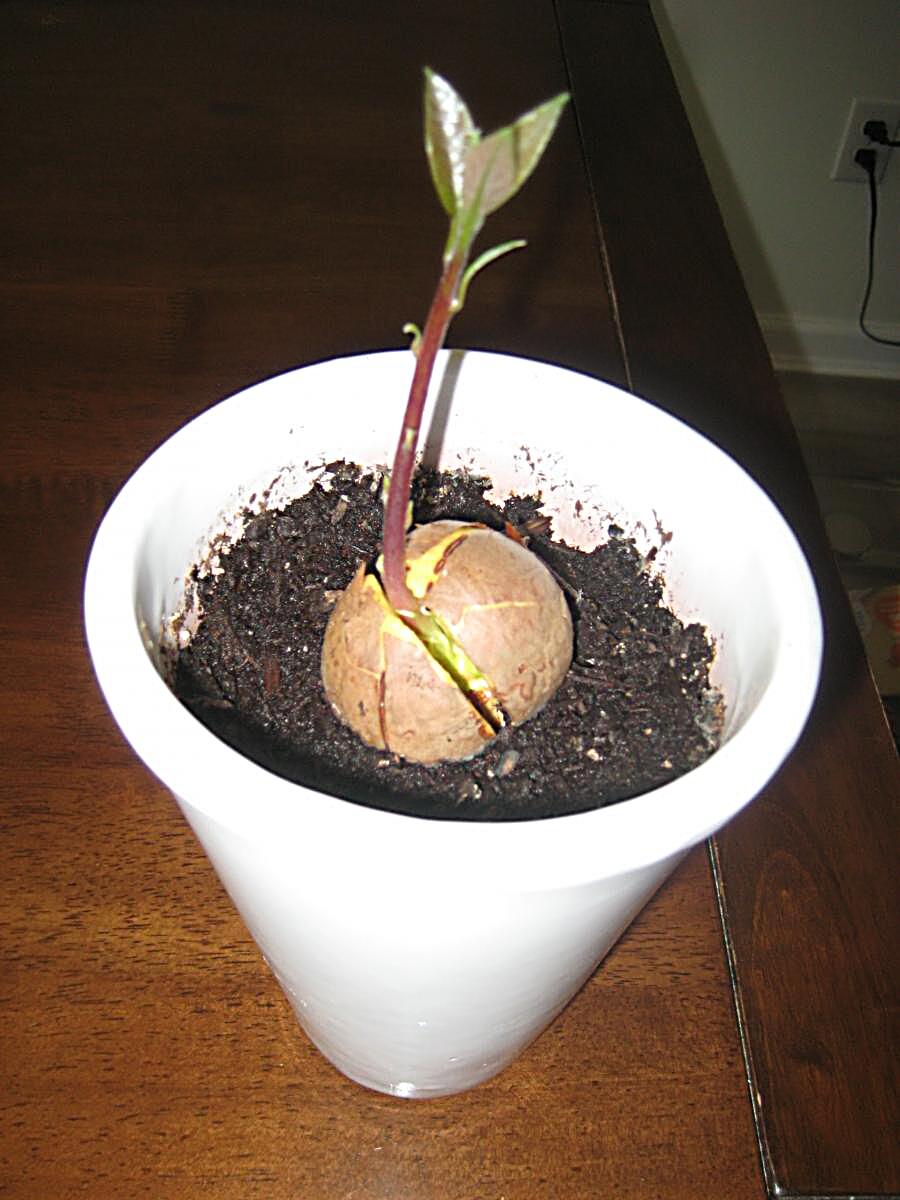 Ein Avocadobaum ist, wie andere exotische Pflanzen, empfindlich für zu viel Nässe. Daher kann man der Pflanze immer wieder Wasserpausen geben. 