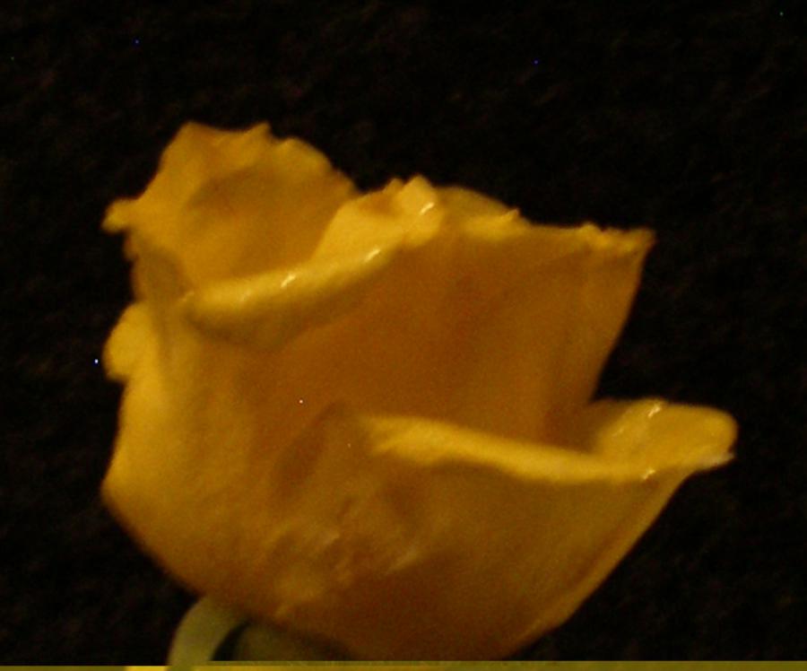 Übrigens duften die Rosen auch noch, wenn sie kandiert sind. Viel Spaß beim kandieren und haltbar machen eurer Rosen!