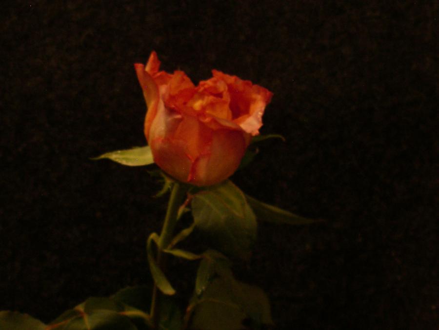 Eine solche Rose hält sich lange. Man kann sie z. B. in eine Flasche oder ein Glas tun und luftdicht verschließen.