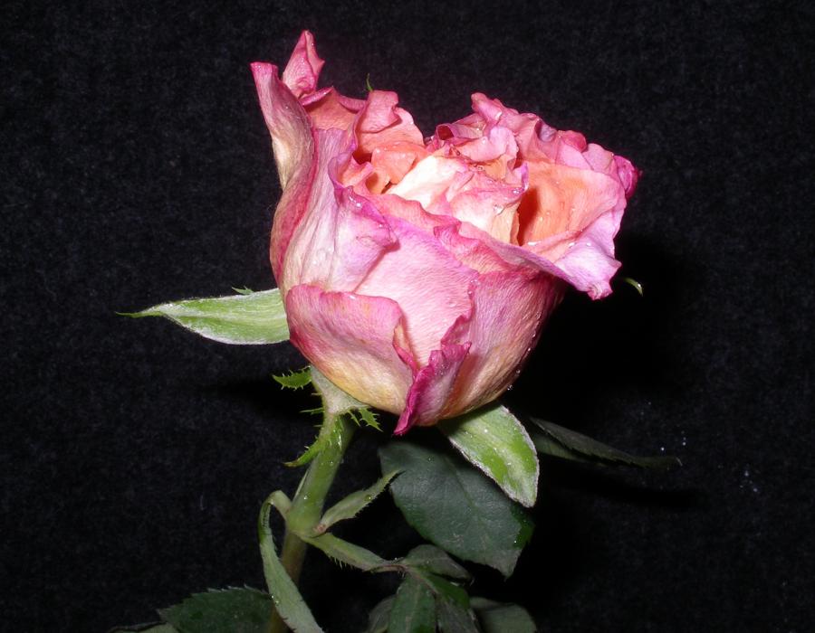 Rosen kandieren und haltbar machen ist gar nicht schwer. Ein schönes Geschenk oder zur längeren Freude an einer Rose, die man selbst geschenkt bekommen hat.