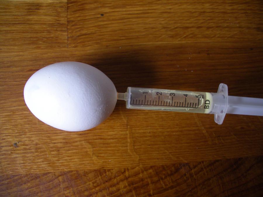 Eier mit Spritze aussaugen statt ausblasen