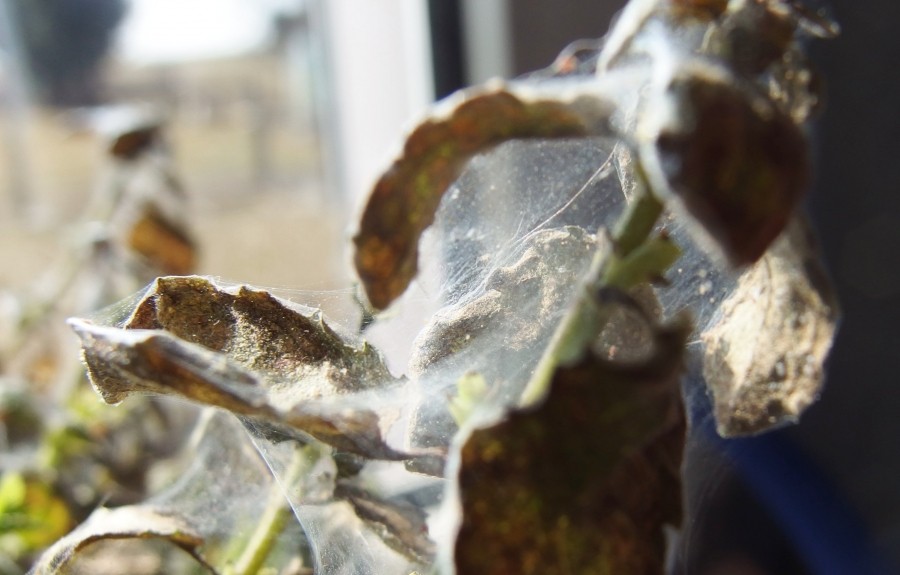 Spinnmilben auf Zimmerpflanzen erfolgreich mit Schmierseife entfernen.