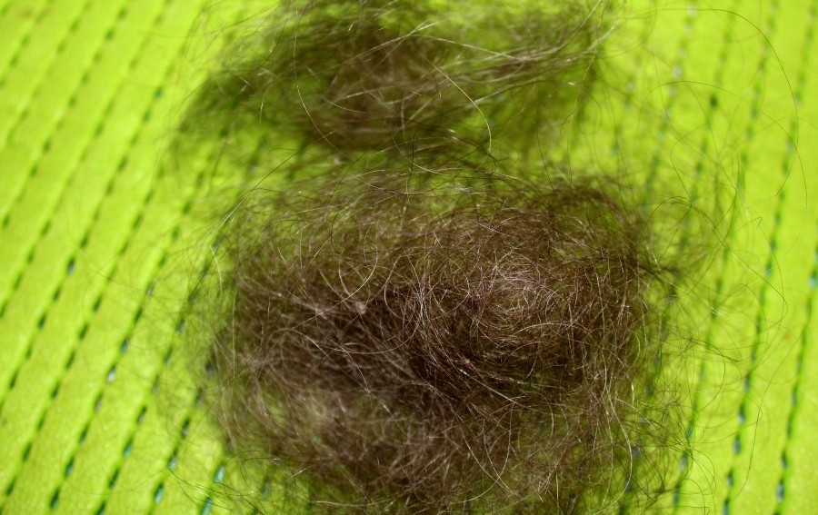 Diese Haare halten Marder auf große Distanz, Minimum bis zum Nachbarn, denn der Marder kann sie nicht ausstehen.