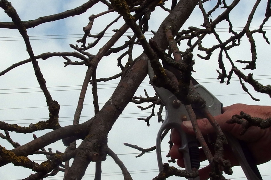 Wann werden Obstbäume richtig geschnitten? Die beste Zeit ist nach der Ernte, während des Laubfalles.