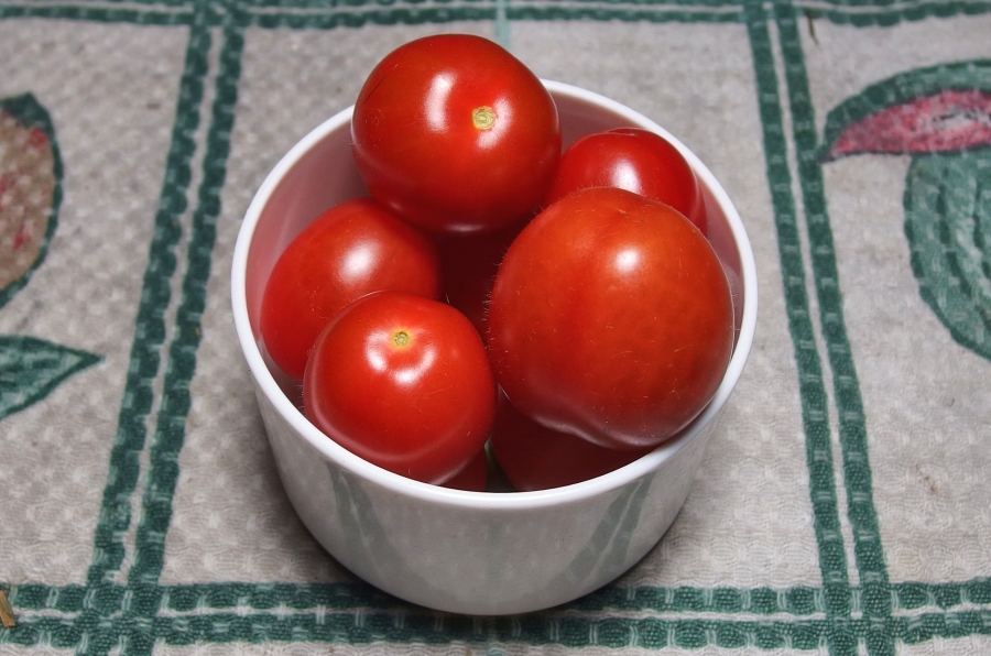 Für eine prachtvolle Tomatenernte: Tomatenpflanze mit Milch gießen.