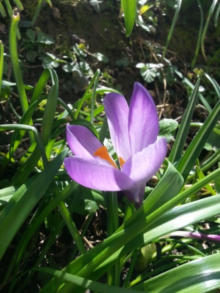Zum beginnenden Frühling sind Narzissen/Osterglöckchen, Krokusse o. ä. die ersten, die mitten im Rasen farbenprächtig zu blühen anfangen und das auch noch in dem Muster, in dem man sie gepflanzt hat.