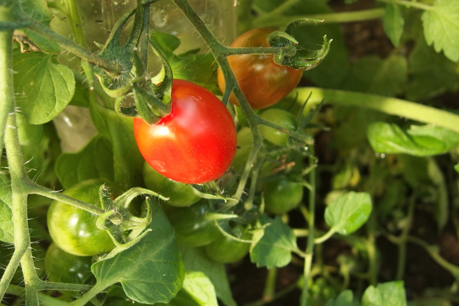 Nach dem Malern die Eimer gut auswaschen und für die Tomatenzucht verwenden. Tomaten, die in einen Eimer gepflanzt wurden, wachsen so besser, als direkt im Freiland.