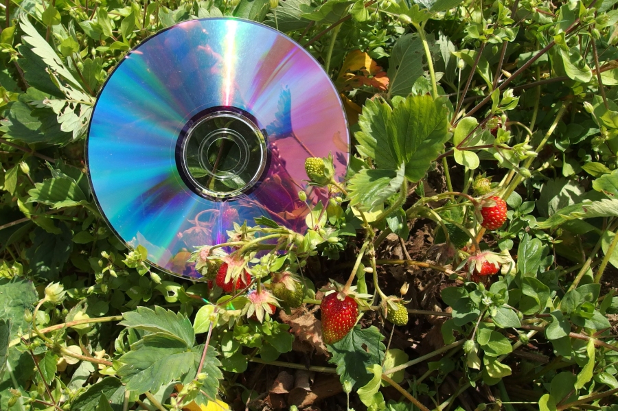 Ausgediente CDs in Kirschbäumen oder zwischen den Erdbeeren, verhindern Kirsch- und Erdbeerklau durch Vögel.
