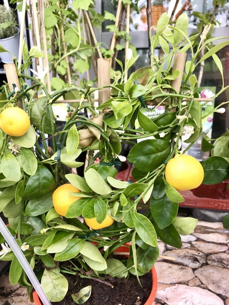 Paprikasamen oder Zitronenkerne kann man in einem schon bepflanzten Blumentopf einpflanzen, nach ein paar Tagen oder Wochen wächst ein kleines Pflänzchen. 