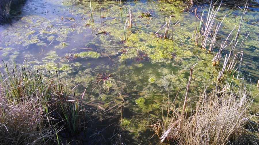 Bevor man sich chemische Keulen besorgt, um die Algenplage und den Grünschleier zu bekämpfen, einfach eisenhaltiges Wasser in den Teich kippen. 