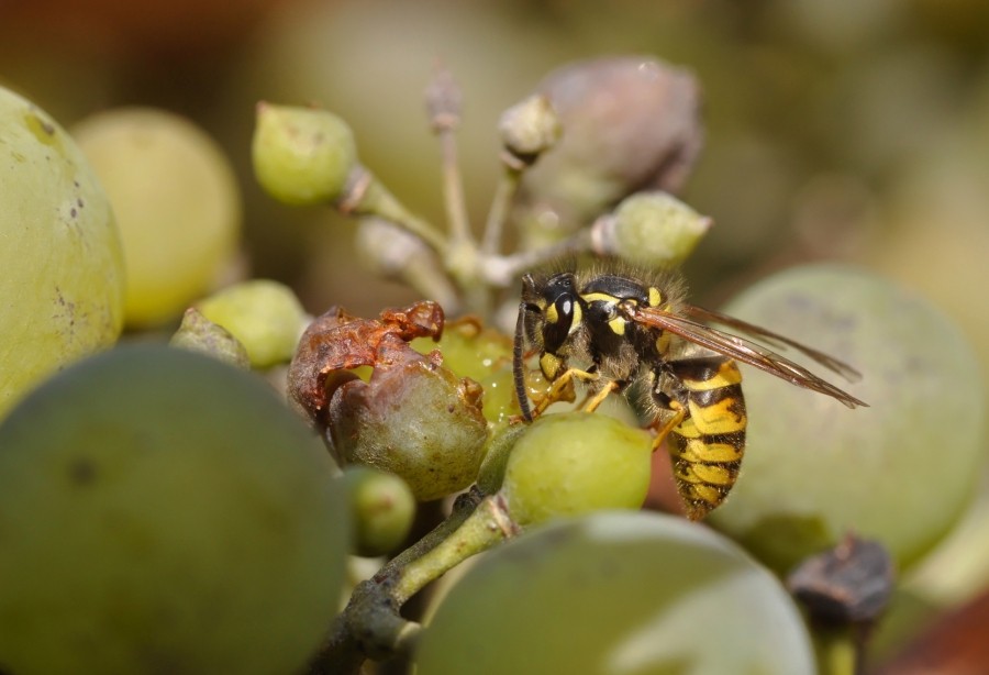 Wespe auf Weintrauben