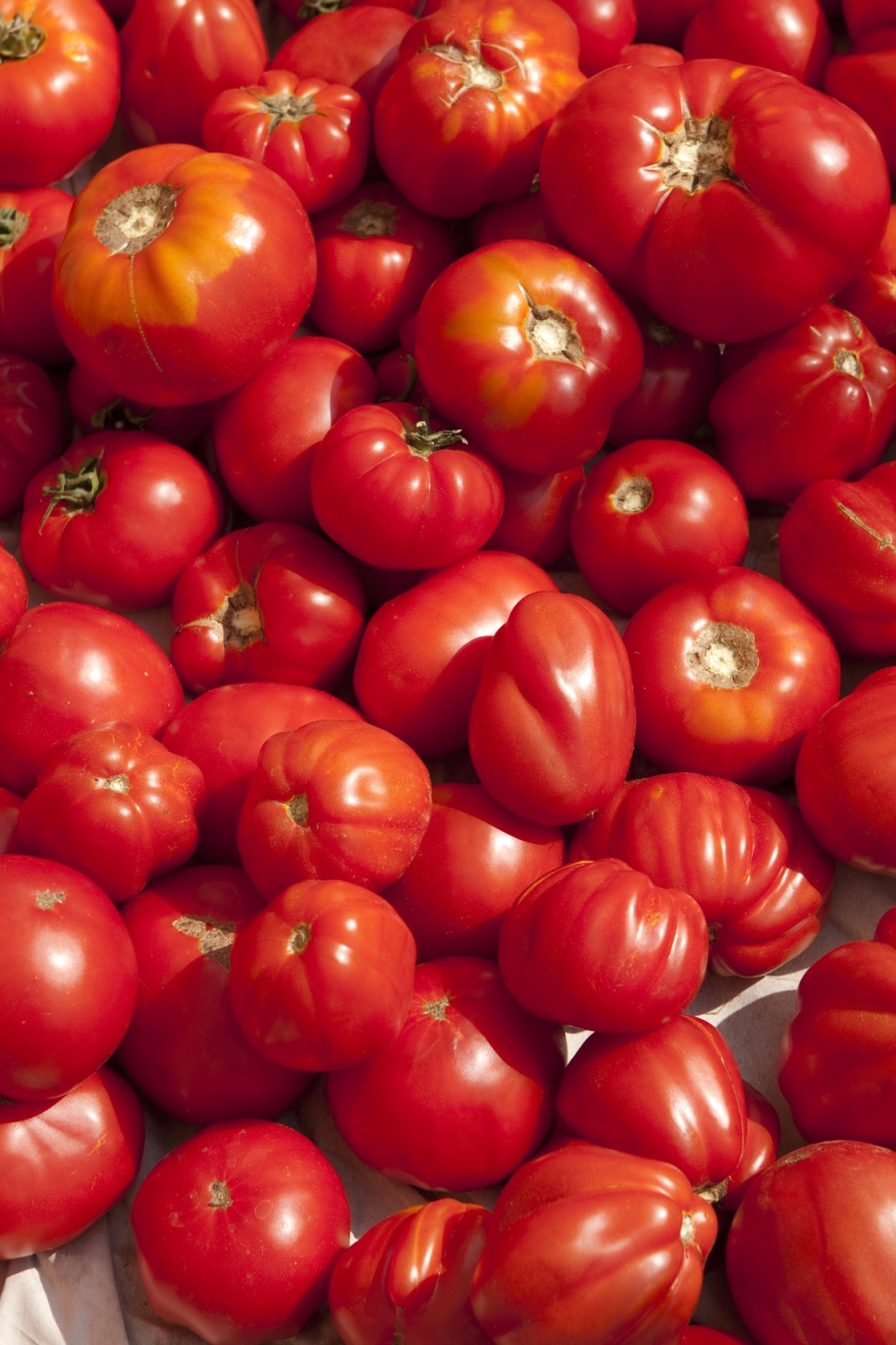 Weltweit gibt es mehr als 3000 Sorten an Tomaten. Es gibt runde, flache, eiförmige, große, kleine, winzige, rote, gelbe, schwarze, grüne – und immer mehr verschiedene Sorten werden auch bei uns im Handel angeboten.