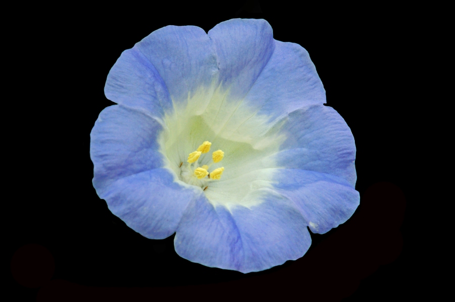 Der Duft der blauen Lampionblume vertreibt weiße Fliegen an Kohlgewächsen, wenn die Pflanzen in unmittelbarer Nähe stehen.