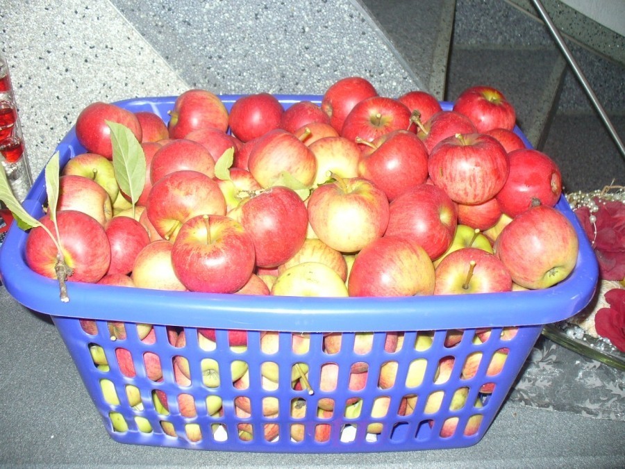 Äpfel sind wahre Gesunderhalter: Zwar bestehen sie zu 85% aus Wasser, die restlichen 15% haben es aber in sich: Mineralstoffe, Spurenelemente, Ballaststoffe und rund 30 Vitamine. 