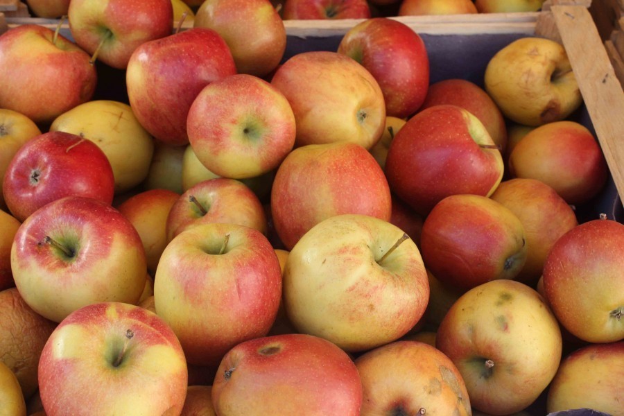 Der Apfel (Malus) ist seit der Antike in ganz Europa heimisch, ursprünglich stammt er wahrscheinlich aus dem südlichen Kasachstan.
