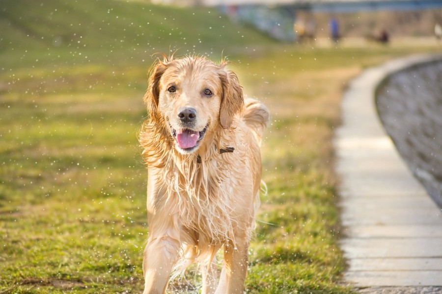 Was kann man tun, wenn auch stinken zu den Eigenschaften des geliebten Hundes zählt?