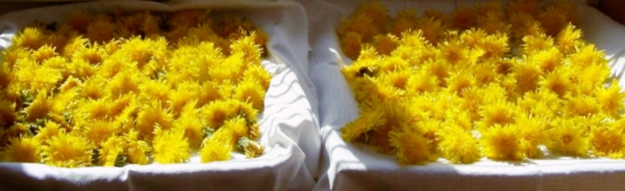 Frisch gesammelte und auf weißen Tüchern für 1-2 Stunden ausgelegte Löwenzahnblüten - zum "Entkäfern"
