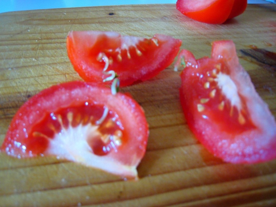 tomate mit trieben