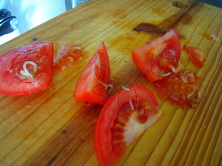 Pflanzenregal: Tomaten, Salate etc. anbauen & ernten