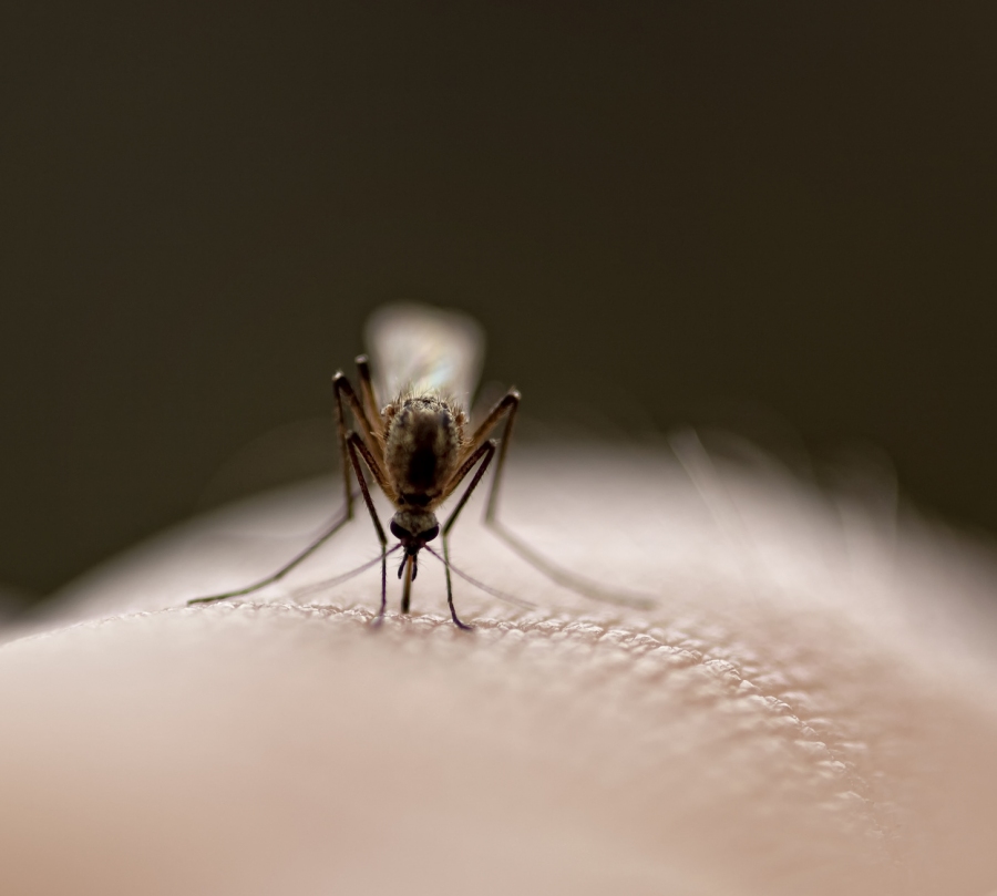 Nur weibliche Stechmücken stechen und saugen, denn ohne unser Blut können sie nach der Befruchtung keine Eier bilden.