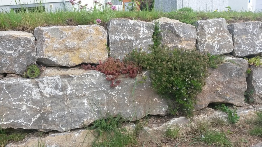 Gefallen tun Trockenmauern auch der Tierwelt, denn was alle Trockenmauern gemeinsam haben ist, dass die Steine lose aufeinandergesetzt sind, nicht mit Mörtel verfugt und somit Ritzen bleiben.