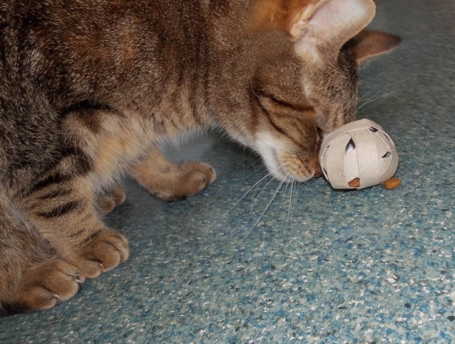 Durch verstecktes Futter im Spielzeug wird die Katze dazu animiert, sich zu bewegen. So verbrennt der Vierbeiner spielerisch Kalorien.