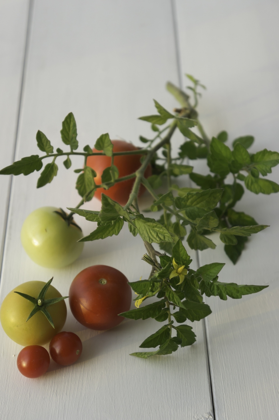 Fliegen mögen den Geruch von Tomatenpflanzen nicht. Legt man Zweige um die Mülltonne oder in die Küche, sind sie bald verschwunden.