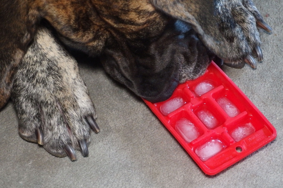 Bei Hitze kann man seinem Hund etwas Kühlung verschaffen, mit einer eigenen Eiswürfelschale.