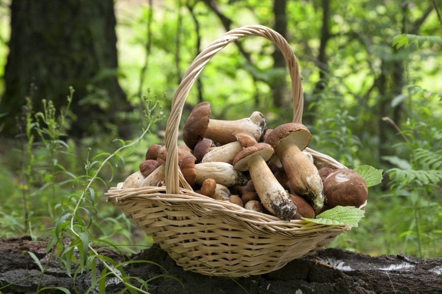 Rund 5.000 Pilzarten gedeihen in Mitteleuropa – mehrere hundert davon zählen zu den Speisepilzen.
