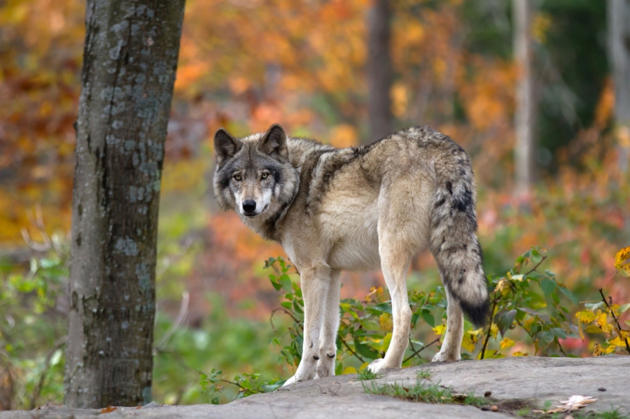 Im Märchen wird der Wolf gerne als finstere Bedrohung in dunklen Wäldern dargestellt – der Realität entspricht das allerdings nicht. Gesunde Wölfe, die nicht provoziert oder angefüttert werden, stellen für den Menschen in der Regel keine Gefahr dar.