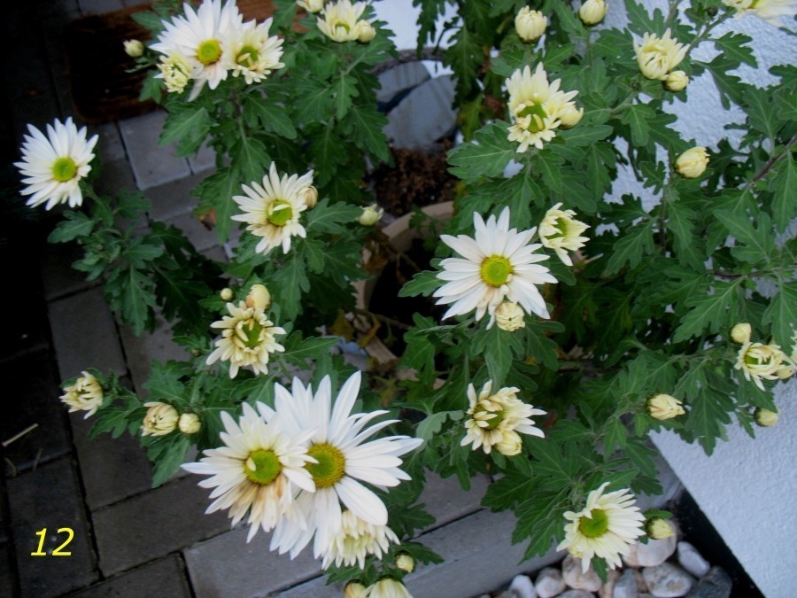 Zweite Blüte bei Chrysanthemen & einfache Überwinterung - weißer Chrysanthemenbusch.